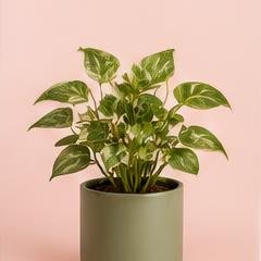 Golden Pothos